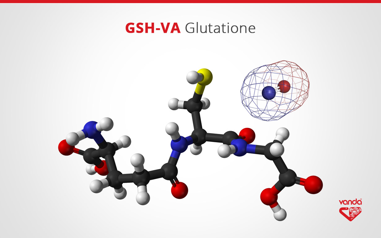 Al momento stai visualizzando Glutatione a cosa serve ?